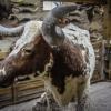World&#039;s Largest Longhorn Collection